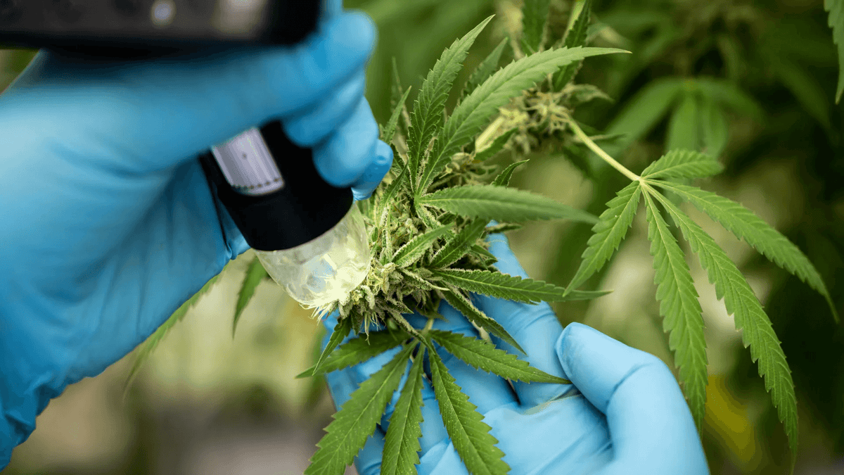 Safety & Quality in the Hemp Market: Third-Party Lab Testing – Hemp ...
