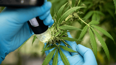 Safety & Quality in the Hemp Market: Third-Party Lab Testing